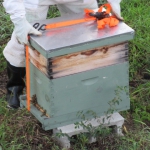 201905 bee2.jpg